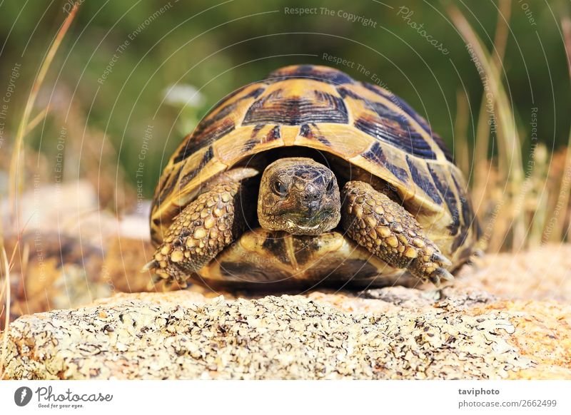 griechische Schildkröte, durchgehendes Tier in natürlicher Umgebung schön Umwelt Natur alt groß Geschwindigkeit wild braun grün Schutz Reptilien Landschildkröte