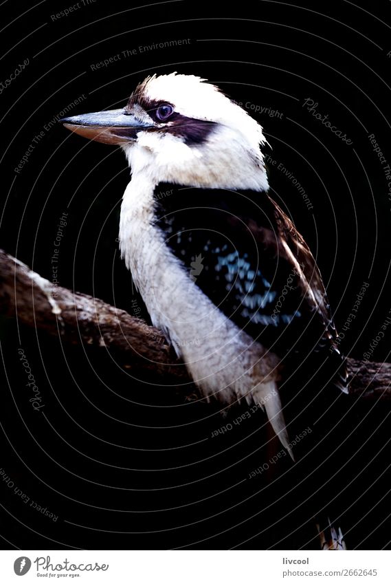 Kookaburra II, Australien Ferien & Urlaub & Reisen Ausflug Abenteuer Natur Tier Frühling Vogel 1 dunkel Freundlichkeit schön niedlich wild schwarz Einsamkeit