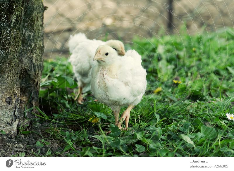 Kükenalarm Lebensmittel Fleisch Garten 2 Tier füttern Haushuhn Ei Bioprodukte Slowfood Flügel Feder Tierliebe Landwirtschaft Tierhaltung Wiese Bodenhaltung