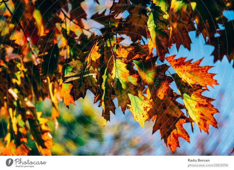 Gelbe und orange Herbstbaumblätter in der Herbstsaison Garten Umwelt Natur Landschaft Pflanze Schönes Wetter Baum Blatt Grünpflanze Park Wald schön natürlich