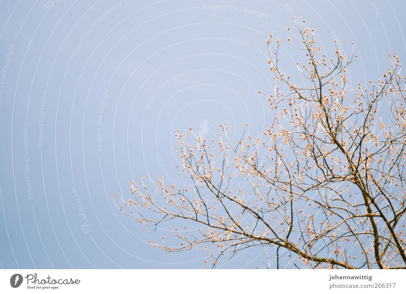 da oben Umwelt Natur Himmel Frühling Schönes Wetter Baum Blatt Blüte Park Holz Wachstum blau braun Enttäuschung Freude Gesundheit ruhig aufwärts Blühend Ast