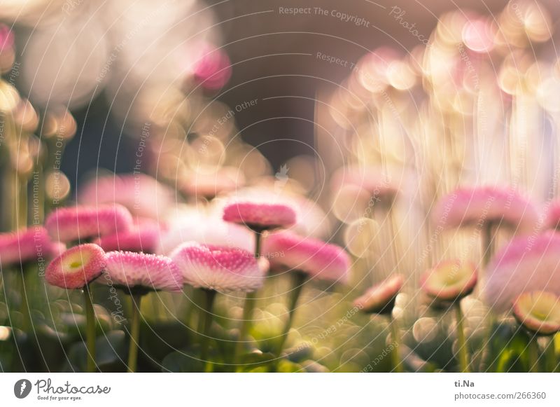 Frühlingsleuchten Pflanze Schönes Wetter Blume Blüte Topfpflanze Gänseblümchen Garten Blühend Duft träumen hell schön grün rosa Lebensfreude Frühlingsgefühle