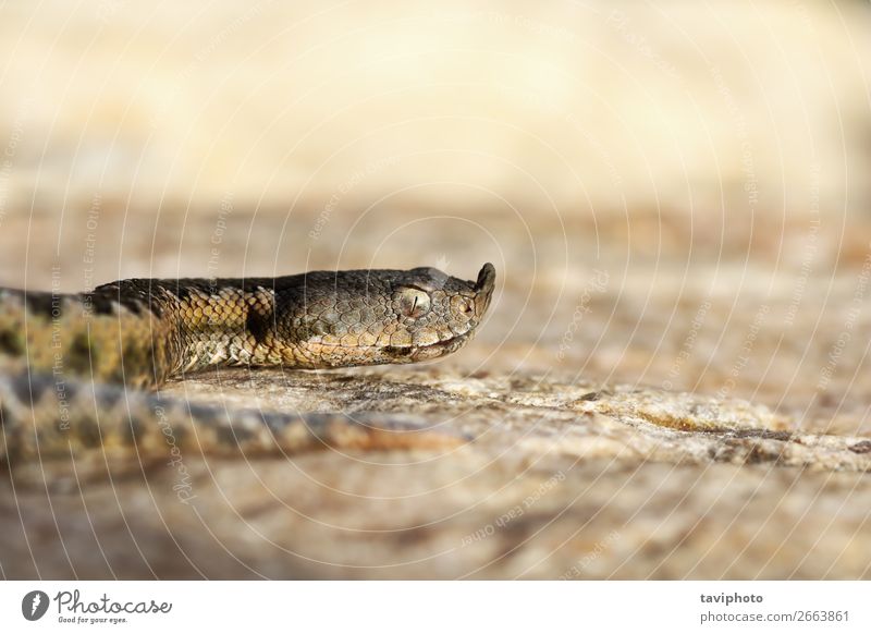 Makroaufnahme der europäischen Nasenhörner-Viper schön Natur Tier Sand Schlange groß gruselig natürlich wild braun Angst gefährlich Natter Ammodyten Vipera