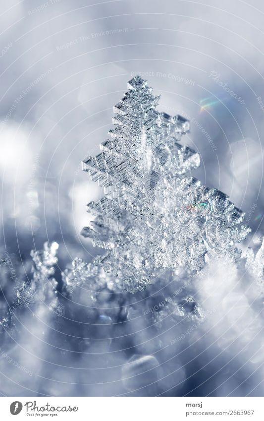 Eiskunst Leben harmonisch Winter Frost Schnee Eiskristall Kristallstrukturen leuchten außergewöhnlich fantastisch kalt klein natürlich Kraft komplex rein