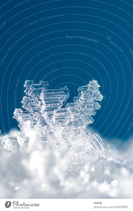 Kristallklar Winter Eis Frost Eiskristall Kristalle Kraft Reinheit kalt Natur Präzision rein gefroren Kristallstrukturen Vergänglichkeit einzigartig Farbfoto