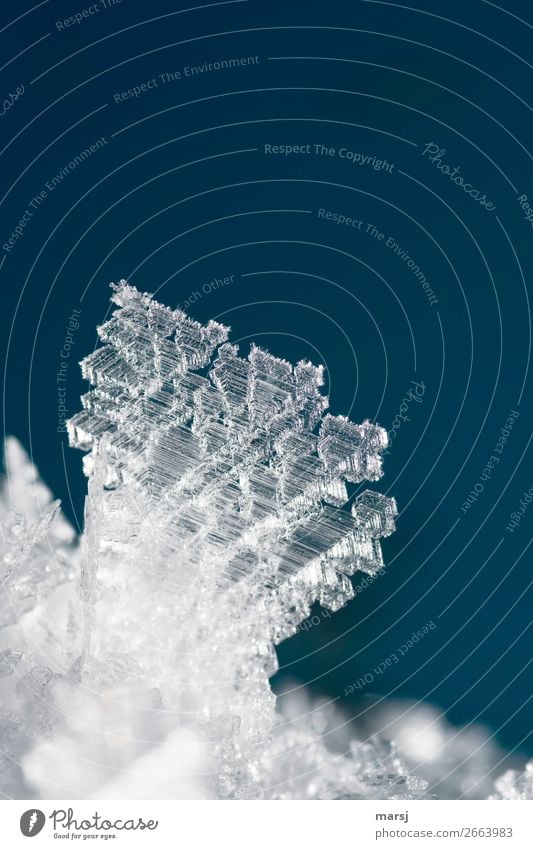 Eiskristall Winter Frost außergewöhnlich kalt klein Kraft bizarr einzigartig elegant Natur Kristallstrukturen gefroren Farbfoto Gedeckte Farben Außenaufnahme