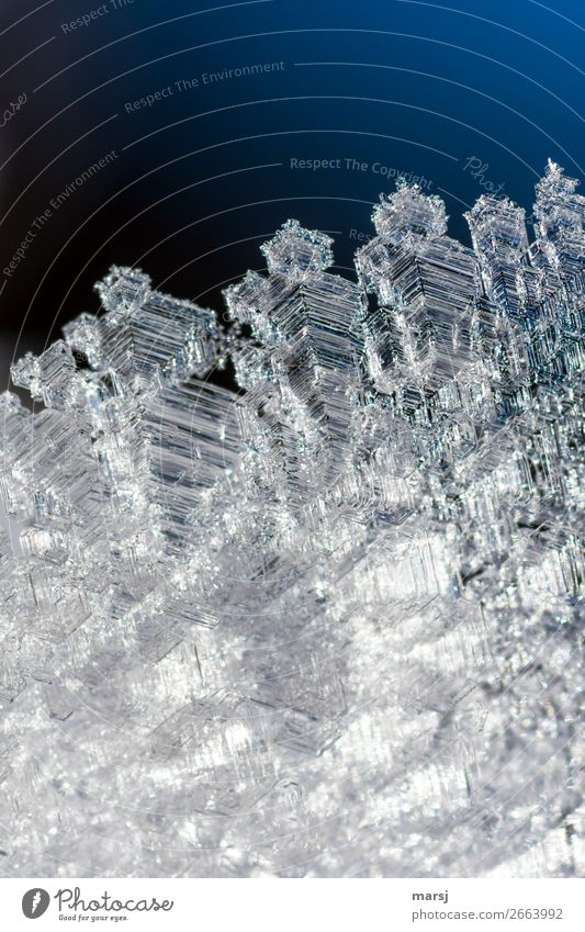 Breit gefächert Leben Winter Eis Frost Eiskristall Kristallstrukturen glänzend leuchten ästhetisch außergewöhnlich dünn authentisch elegant fantastisch