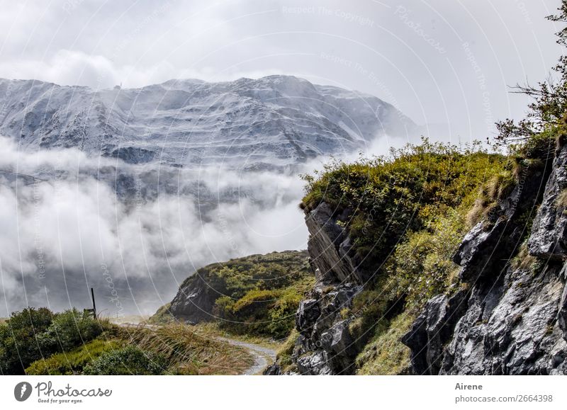Jahreszeitengrenze Schnee Berge u. Gebirge wandern Landschaft Wolken Herbst Wetter Nebel Moos Felsen Alpen Berg Arlberg Schneebedeckte Gipfel Bergwiese