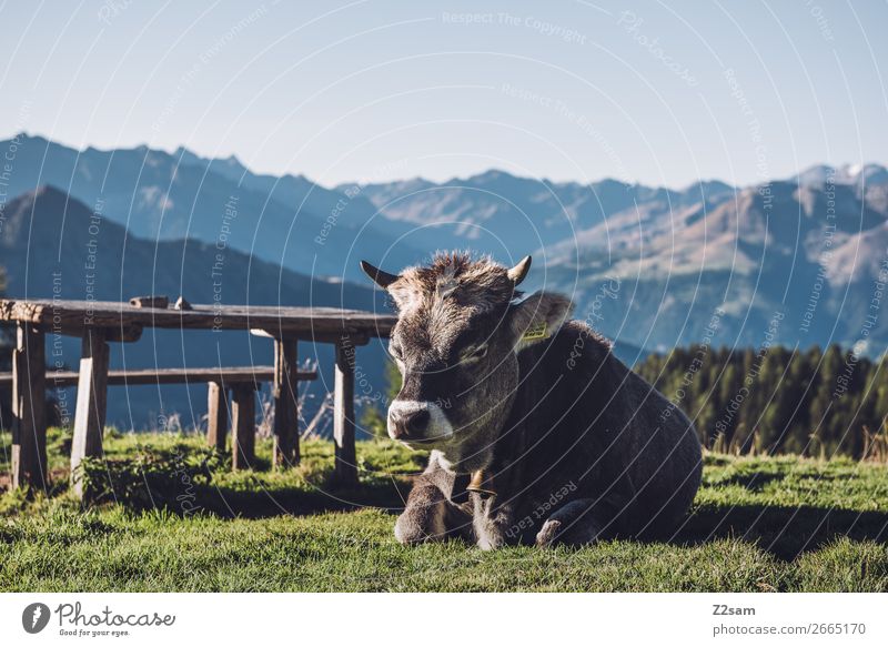 Südtiroler Kuh wandern Klettern Bergsteigen Natur Landschaft Sommer Schönes Wetter Gras Alpen Berge u. Gebirge Nutztier Erholung liegen schlafen natürlich blau