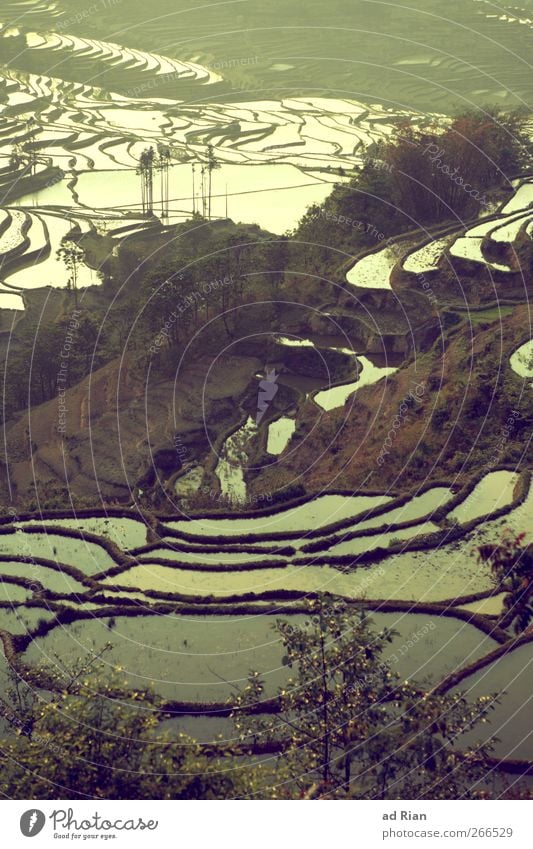 Seen Natur Landschaft Erde Wasser Baum Hügel Reisfeld Ackerbau yuanyang China Yunnan Stimmung Symmetrie Treppe Farbfoto Außenaufnahme Tag Dämmerung Licht