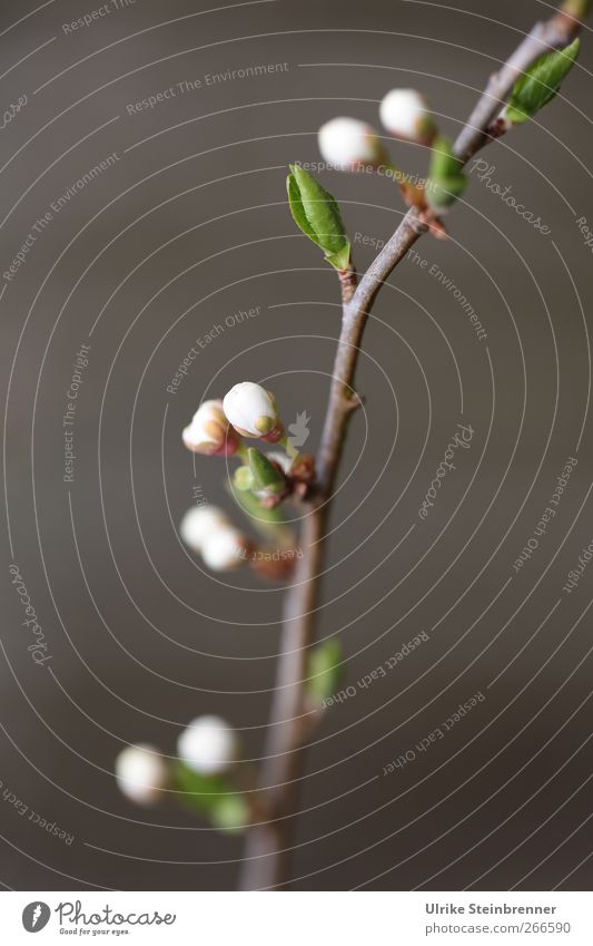 Ikebana Natur Pflanze Frühling Baum Blatt Blüte Nutzpflanze Wildpflanze Wilde Mirabelle Wilde Pflaume Mirabellenbaum Pflaumenbaum Blütenknospen Blühend Wachstum