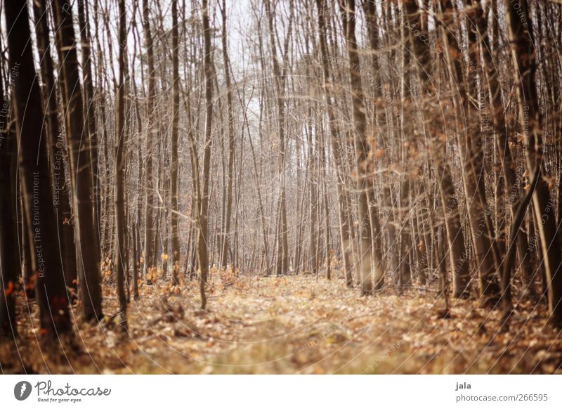 frühjahrswald Umwelt Natur Landschaft Pflanze Frühling Baum Sträucher Wald natürlich braun Farbfoto Außenaufnahme Menschenleer Tag Licht