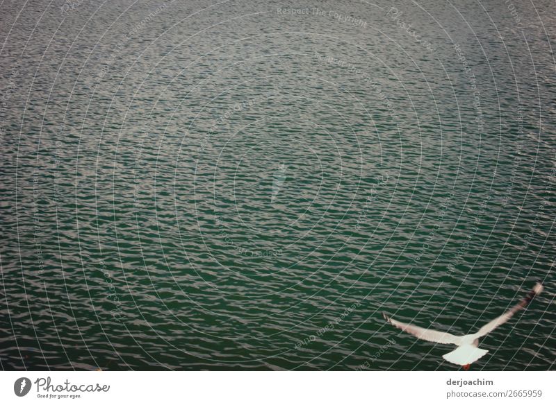 Im Gleitflug fliegt eine Möve im Aufwind über den Pacific.  Sie ist alleine auf dem Bild zu sehen. Ganz rechts unten. Sonst ist nur  Wasser zu sehen. Freude