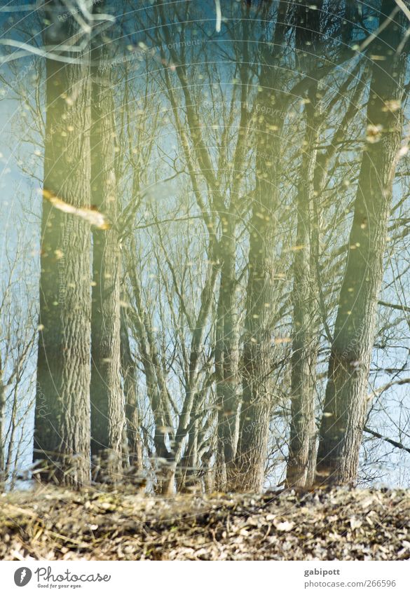 stille Wälder sind nass Umwelt Natur Landschaft Wasser Frühling Winter Pflanze Baum Waldboden Moor Sumpf blau braun Rätsel skurril Stimmung Surrealismus träumen