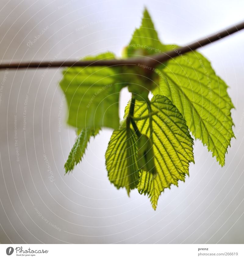 es grünt so... Umwelt Natur Pflanze Sträucher Blatt Wildpflanze grau Zweig Zweige u. Äste Blattadern Blattgrün Blattknospe Frühling Frühlingsfarbe Nahaufnahme