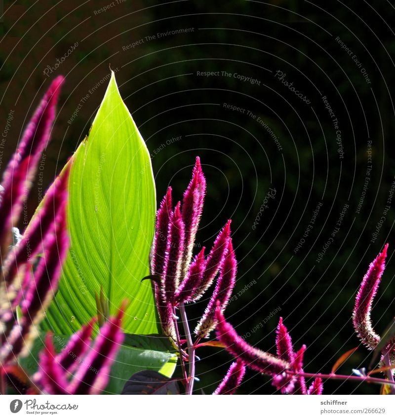 spitze Spitzen Pflanze Sonnenlicht Sträucher Blatt Blüte Grünpflanze grün rosa Wachstum strecken Fuchsschwanz Amarant Fuchsschwanzgewächse Blattadern Blattgrün