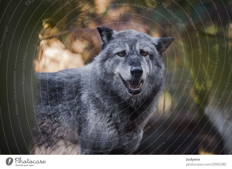 Canis Lupus Umwelt Natur Sommer Herbst Wald Tier Wildtier Zoo Wolf Gehege beobachten bedrohlich natürlich Neugier schön wild Kraft Willensstärke Tierliebe Angst