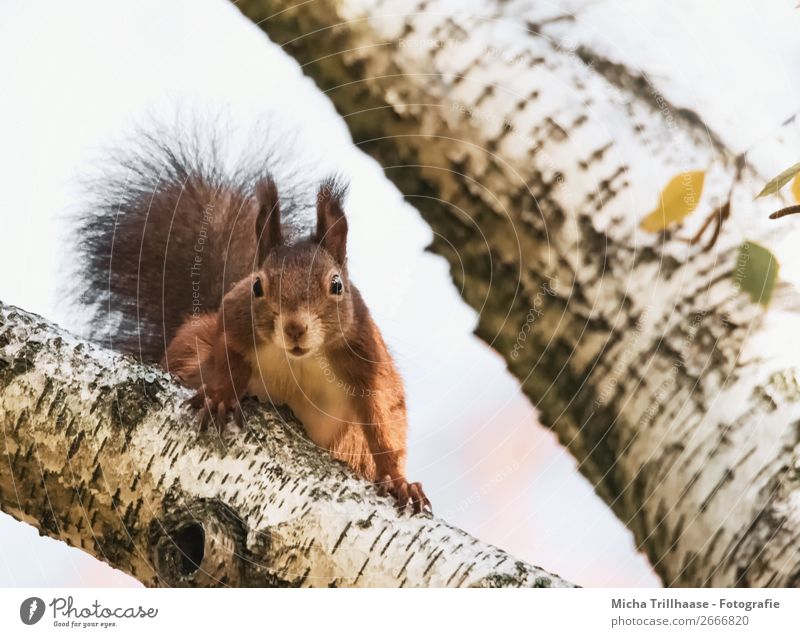 Neugieriges Eichhörnchen Umwelt Natur Tier Sonnenlicht Schönes Wetter Baum Birke Wildtier Tiergesicht Fell Krallen Pfote Auge Ohr 1 beobachten Blick
