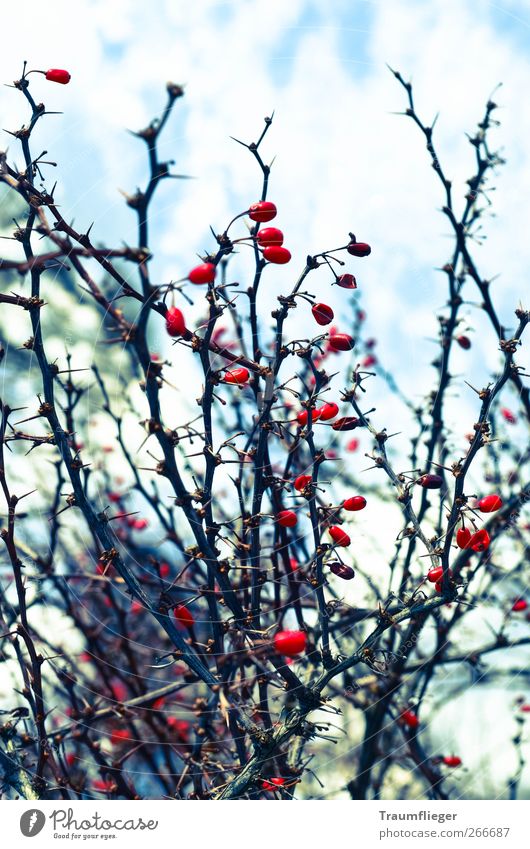 rote Farbkleckse im Winter... Frucht Beeren Natur Pflanze Eis Frost Sträucher Wildpflanze Hundsrose frieren dehydrieren kalt stachelig wild Farbe Farbfoto