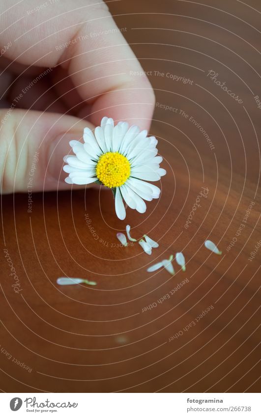 er liebt mich, er liebt mich nicht Umwelt Natur Pflanze Frühling Blüte Wiese Holz Liebe verblüht Verliebtheit Farbfoto Detailaufnahme Makroaufnahme Tag