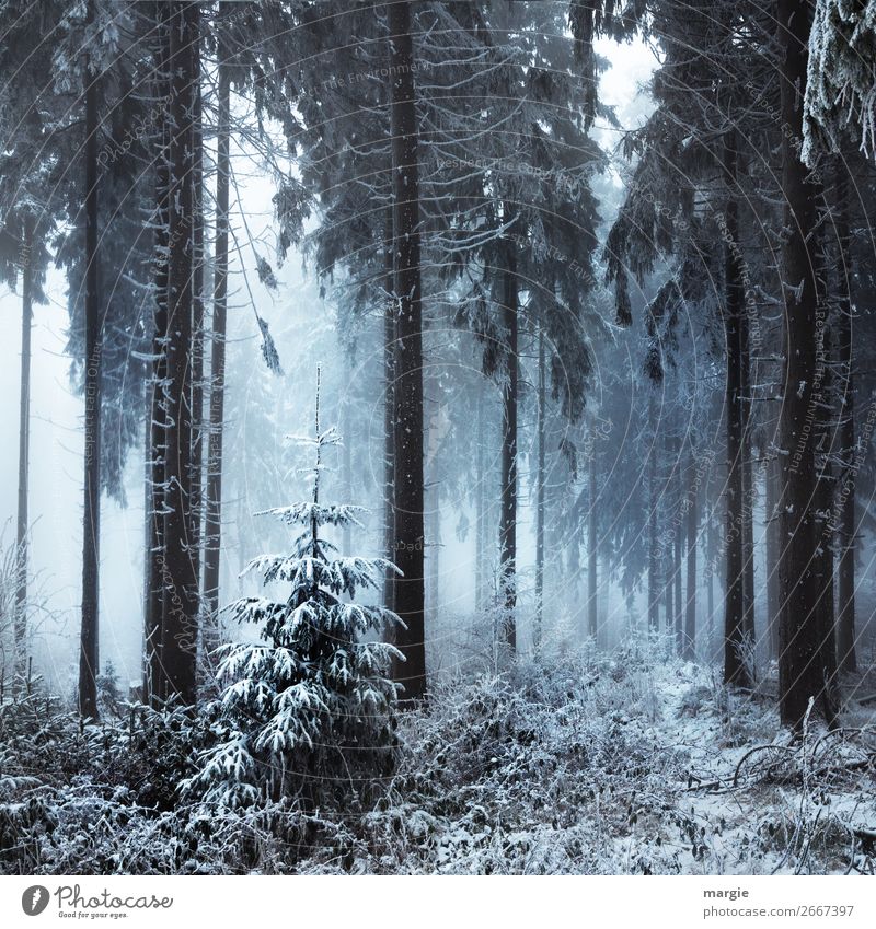 Der letzte Weihnachtsbaum im Wald Natur Winter Klima Nebel Eis Frost Schnee Schneefall Pflanze Baum Grünpflanze Nutzpflanze weiß Nadelbaum Nadelwald Tanne