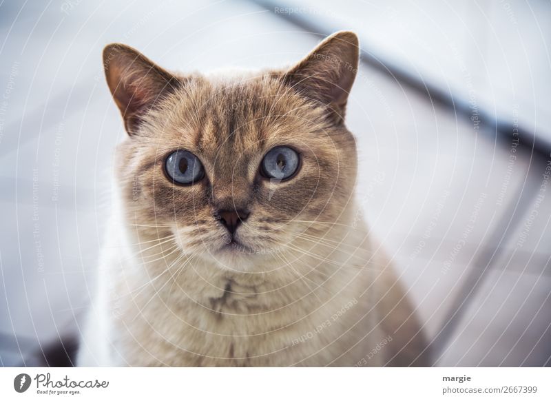 Überraschung | ....der Katze ins Gesicht geschrieben Tier Haustier Fell 1 Blick warten blau braun weiß Treue Auge Hauskatze Schnurren Schnurrhaar Katzenauge