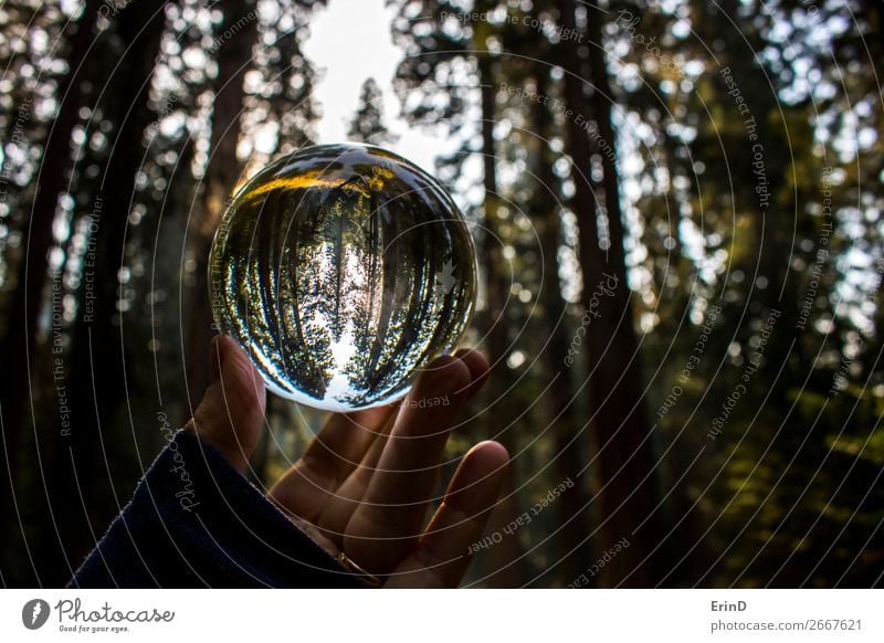 Redwood Forest in Glaskugelreflexion gefangen genommen schön Erholung ruhig Ferien & Urlaub & Reisen Tourismus Berge u. Gebirge Umwelt Natur Landschaft Baum