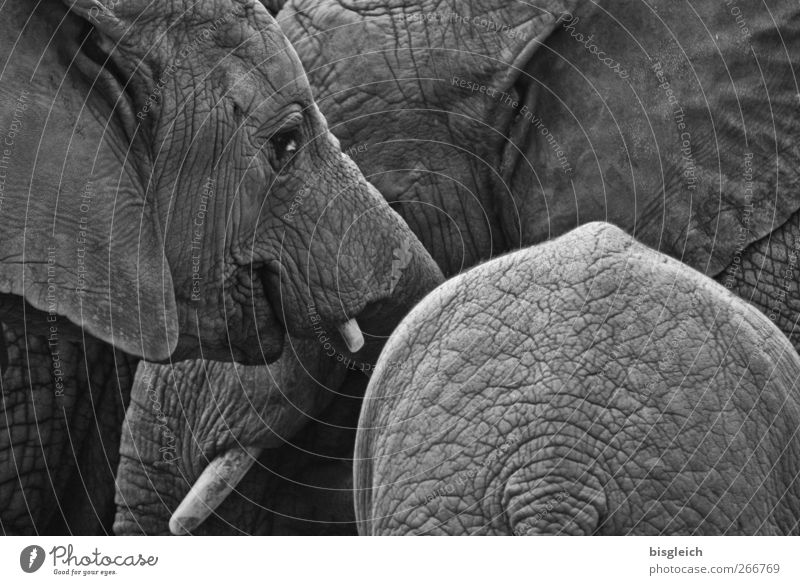 Dickhäuter IV Tier Wildtier Zoo Elefant Elefantenhaut Stoßzähne Elefantenohren 3 grau ruhig Zufriedenheit Schwarzweißfoto Außenaufnahme Menschenleer Tag
