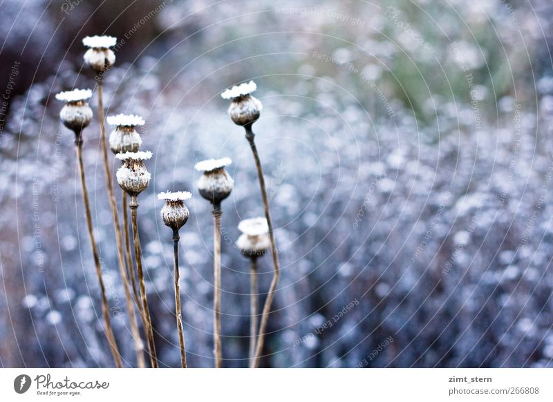 Schneemohn Kunst Impressionismus Natur Pflanze Eis Frost Sträucher Mohn Garten leuchten verblüht dehydrieren ästhetisch kalt natürlich blau braun weiß