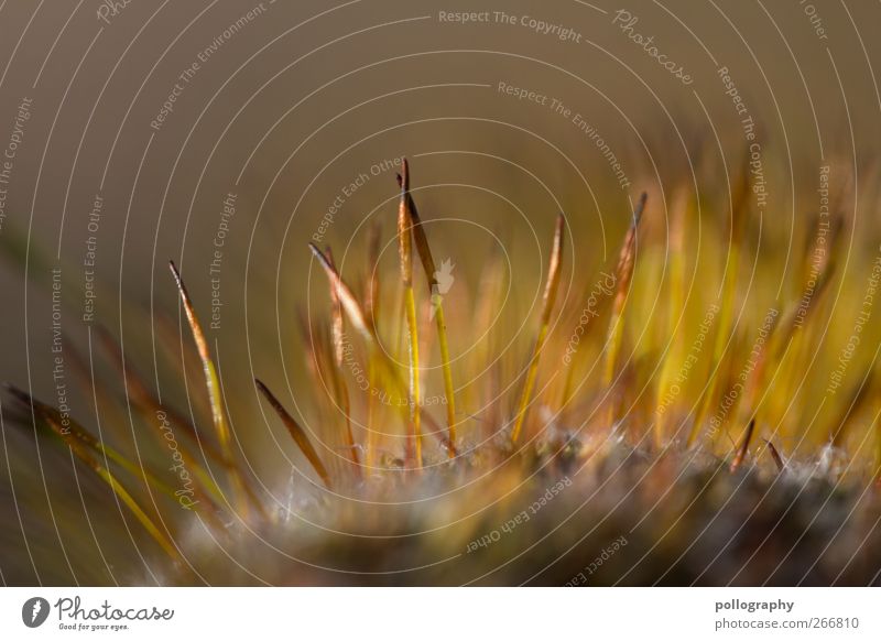 Zusammen ist man weniger alleine Umwelt Natur Landschaft Pflanze Erde Sand Frühling Schönes Wetter Gras Moos Blatt Blüte Grünpflanze Wildpflanze Felsen braun