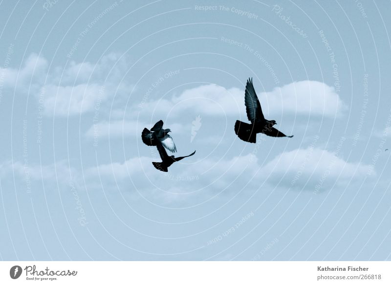 Fly birds fly Natur Urelemente Luft Himmel Wolken Frühling Sommer Herbst Winter Tier Vogel Taube 3 Tiergruppe fliegen blau schwarz weiß Flugstunde Freiheit