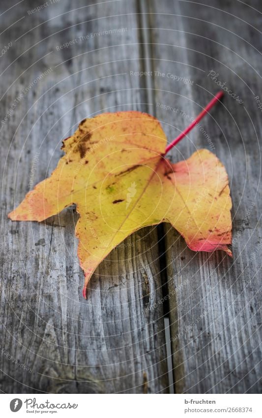 Herbstblatt ruhig Pflanze Blatt Park Holz wählen dehydrieren dreckig dunkel gelb Farbe Natur träumen Umzug (Wohnungswechsel) Verfall Vergänglichkeit