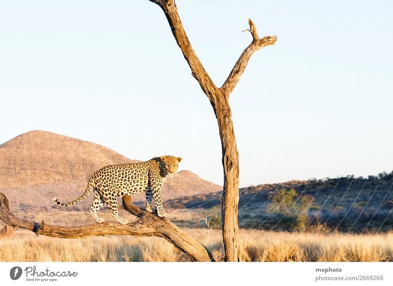 Leopard #16 Tourismus Safari Berge u. Gebirge Klettern Bergsteigen Natur Landschaft Tier Baum Gras Wüste Wildtier gefährlich Abenteuer Ferien & Urlaub & Reisen
