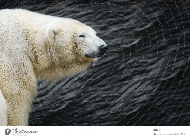Eisbär Zoo Natur Tier wild Tiere Bär Fleischfresser Fauna Kopf Säugetier Raubtier ursus Tierwelt Außenaufnahme Porträt