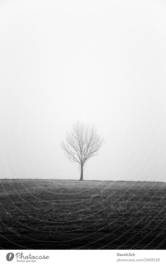 Baum im Nebel Umwelt Natur Landschaft Himmel Herbst schlechtes Wetter Wiese Feld Hügel dunkel grau schwarz Gefühle Stimmung ruhig Traurigkeit Einsamkeit