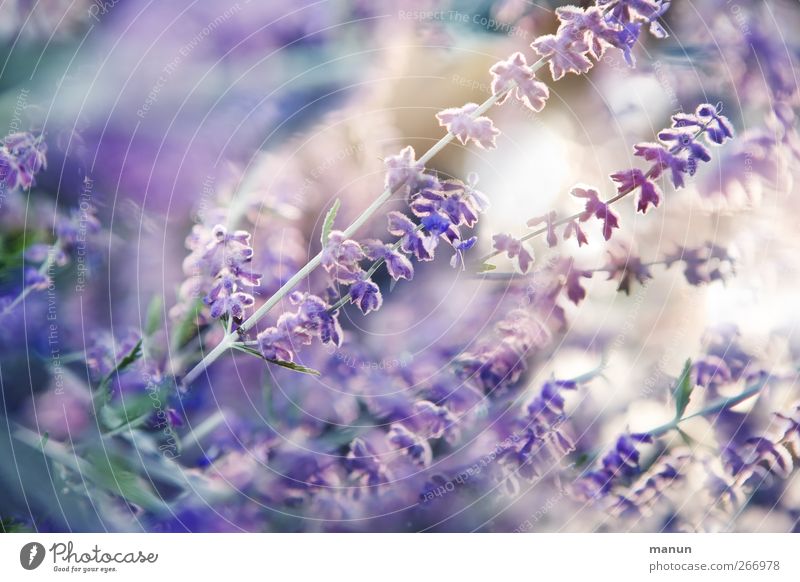 Lavendelsommer Kräuter & Gewürze Natur Sommer Pflanze Blume Sträucher Blüte sommerlich Sommerblumen Blühend Duft authentisch natürlich violett Farbfoto