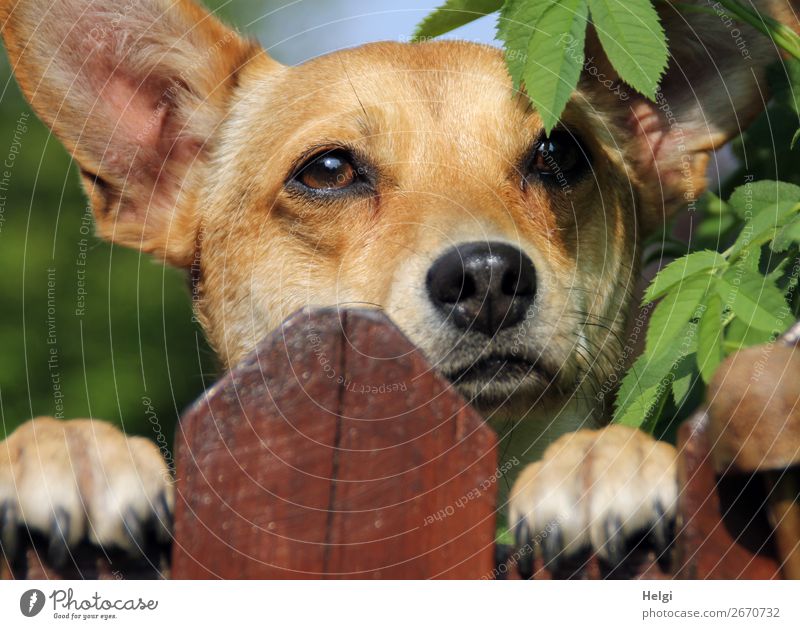 Blick übern Zaun Hund ein lizenzfreies Stock Foto von Photocase