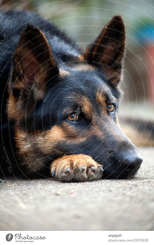 Hund Deutscher Schäferhund liegend Tier Haustier schlafen Traurigkeit Trauer Hundeschnauze Müdigkeit bewachen Freundlichkeit schwarz Hof Nase Wachsamkeit