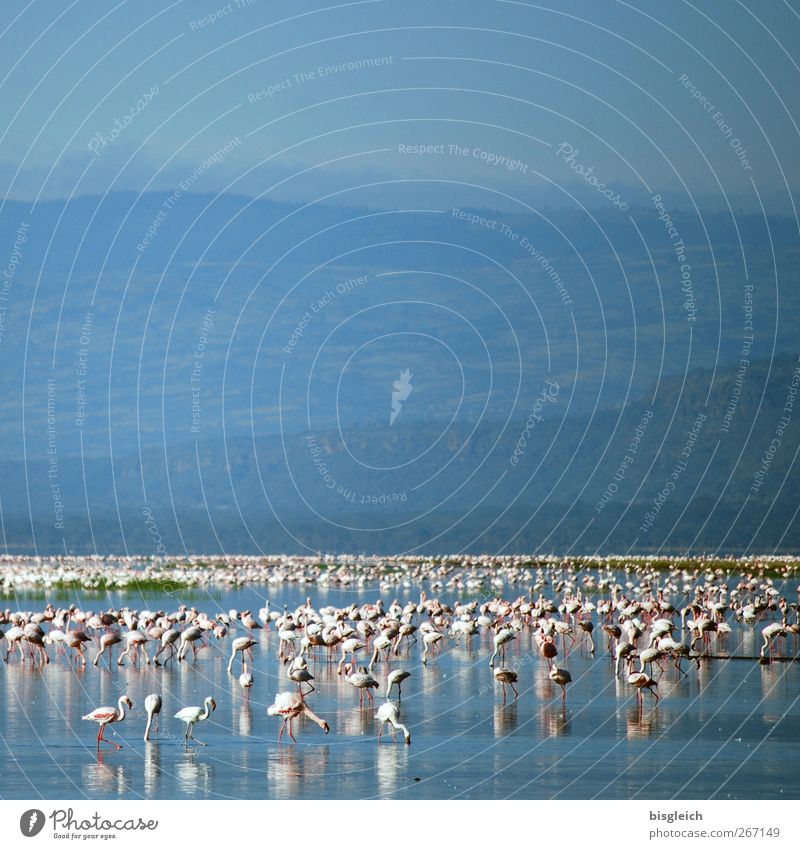 Flamingos See Lake Nakuru Lake Nakuru National Park Kenia Afrika Tier Vogel Schwarm blau rosa weiß Farbfoto Außenaufnahme Menschenleer Textfreiraum oben Tag