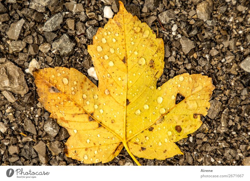herbstliches Ahornblatt mit Regentropfen auf Kies Wassertropfen Herbst Klima Wetter Blatt Herbstlaub Tau liegen kalt nass natürlich Spitze unten braun gelb gold