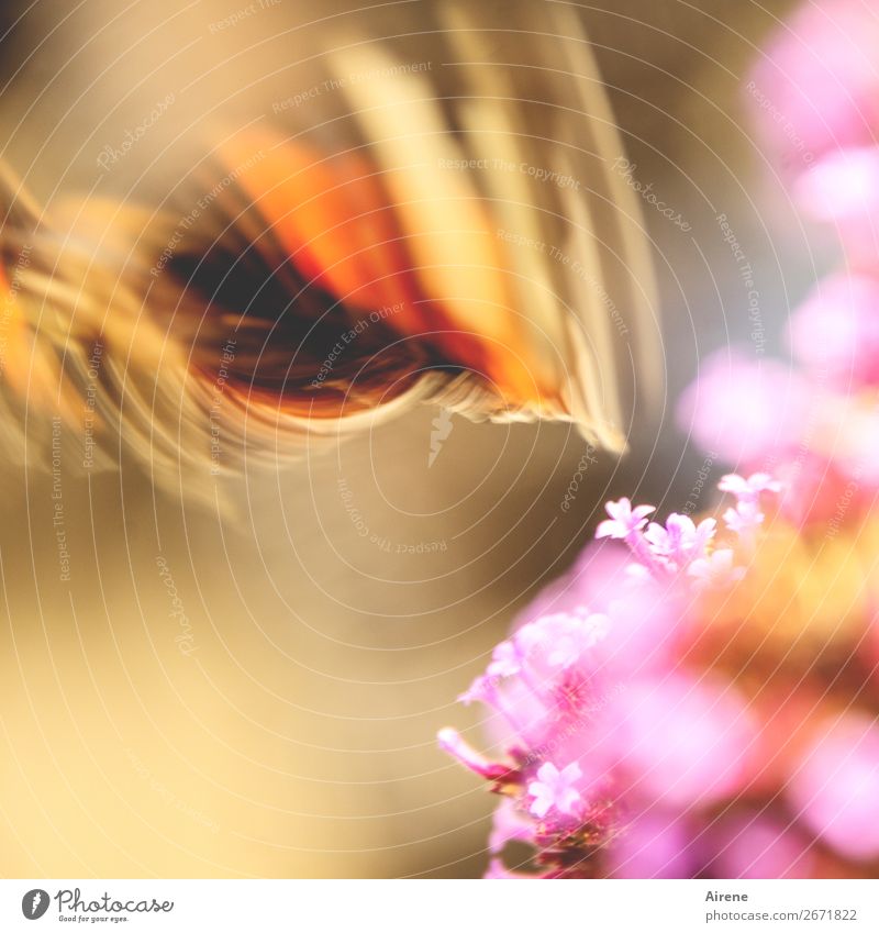 Überraschend | davongeflogen Blume Schmetterling Flügel 1 Tier flattern Bewegung fliegen Geschwindigkeit gold orange rosa Begeisterung beweglich Freiheit