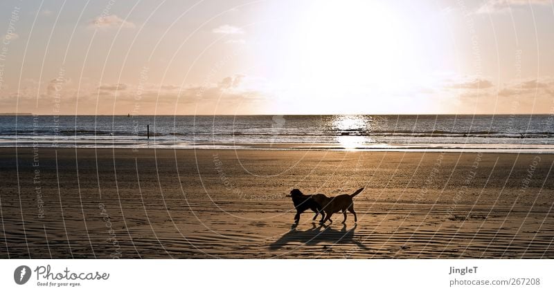 goldene zeiten Spielen Strand Meer Insel Wellen Umwelt Natur Landschaft Frühling Nordsee Ameland Tier Haustier Hund Labrador 2 laufen schwarz Begeisterung Leben