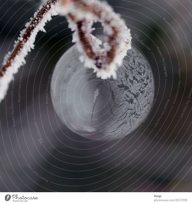 gefrorene Seifenblase hängt an einem Kringelzweig mit Eiskristallen Natur Winter Frost Zweig Garten Kugel frieren hängen ästhetisch außergewöhnlich schön
