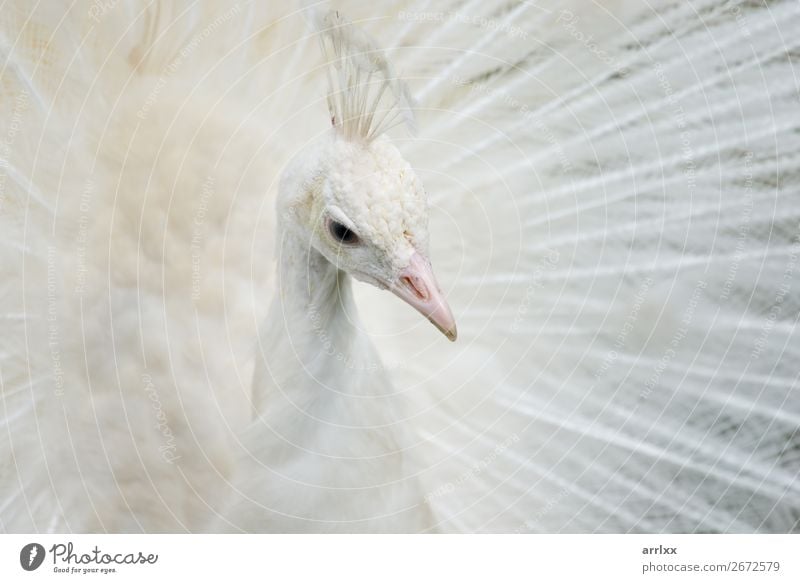 Porträt eines weißen Pfaus schön Umwelt Tier Nutztier Vogel 1 Gefühle Hintergrund Schnabel dramatisch Auge Feder intensiv Vogelmännchen offen weißer Pfau