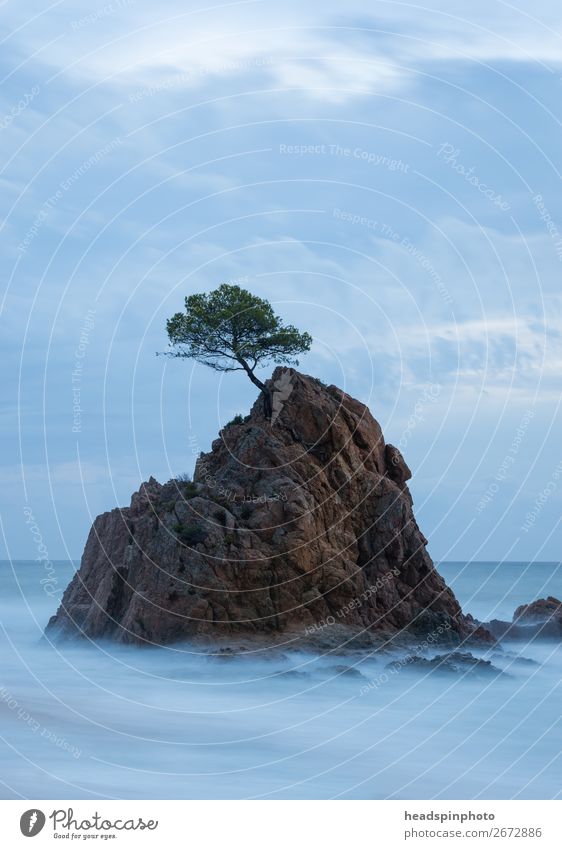 Langzeitbelichtung von Baum auf einem Felsen im Meer Natur Landschaft Urelemente Wasser Wolken Wellen Küste Strand Insel Tossa de Mar Spanien ruhig