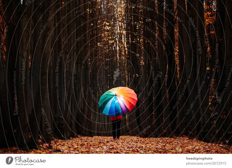 leuchtender Regenbogen- Regenschirm im dunklen Herbstwald feminin 1 Mensch Landschaft Baum Blatt Wald wandern braun gelb gold Freude Glück mehrfarbig
