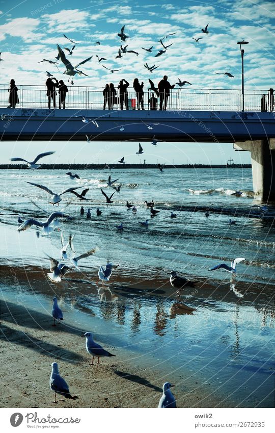 Kolobrzeg, Seebrücke Himmel Wolken Horizont Wellen Küste Ostsee Möwe Schwarm beobachten Bewegung Fressen füttern viele wild blau Farbfoto Außenaufnahme