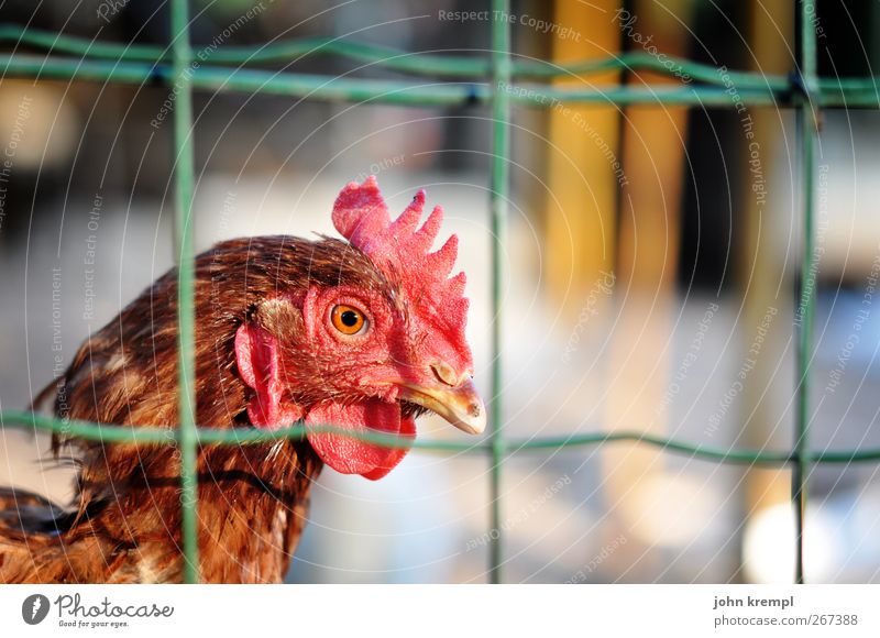chicken run Hahn 1 Tier beobachten Blick stehen rot Mitgefühl Traurigkeit Einsamkeit Überleben Überwachung Umweltschutz Zaun Maschendrahtzaun gefangen