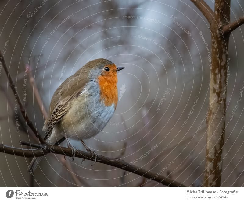 Rotkehlchen im Abendlicht Umwelt Natur Tier Sonnenlicht Herbst Baum Wildtier Vogel Tiergesicht Flügel Krallen Schnabel Feder Beine 1 beobachten glänzend