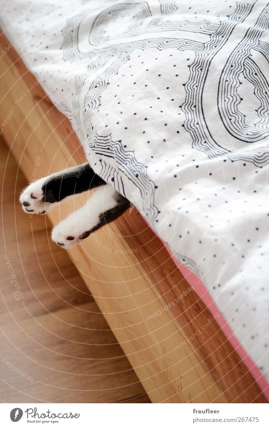 Pfötchen Körper Bett Tier Haustier Katze 1 Holz hängen liegen schlafen rosa schwarz weiß ruhig Trägheit bequem Überraschung Farbfoto Innenaufnahme Menschenleer